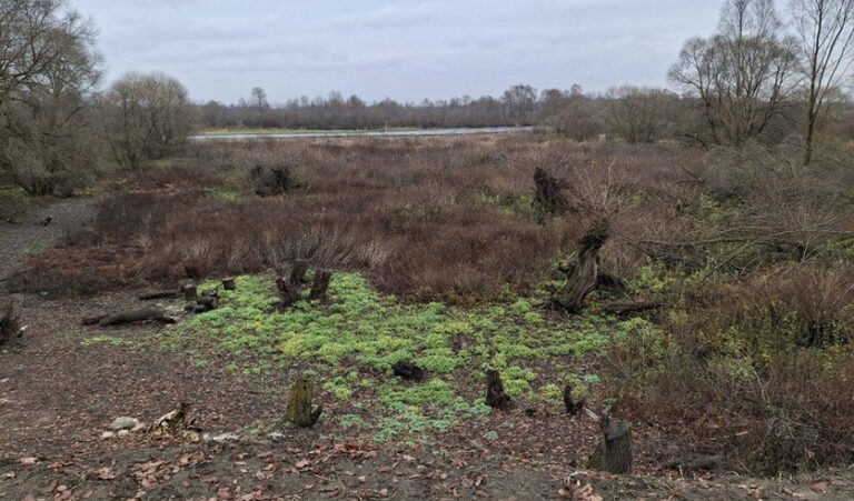 Мужчина решил "окультурить" территорию участка. И вот какие последствия наступили.