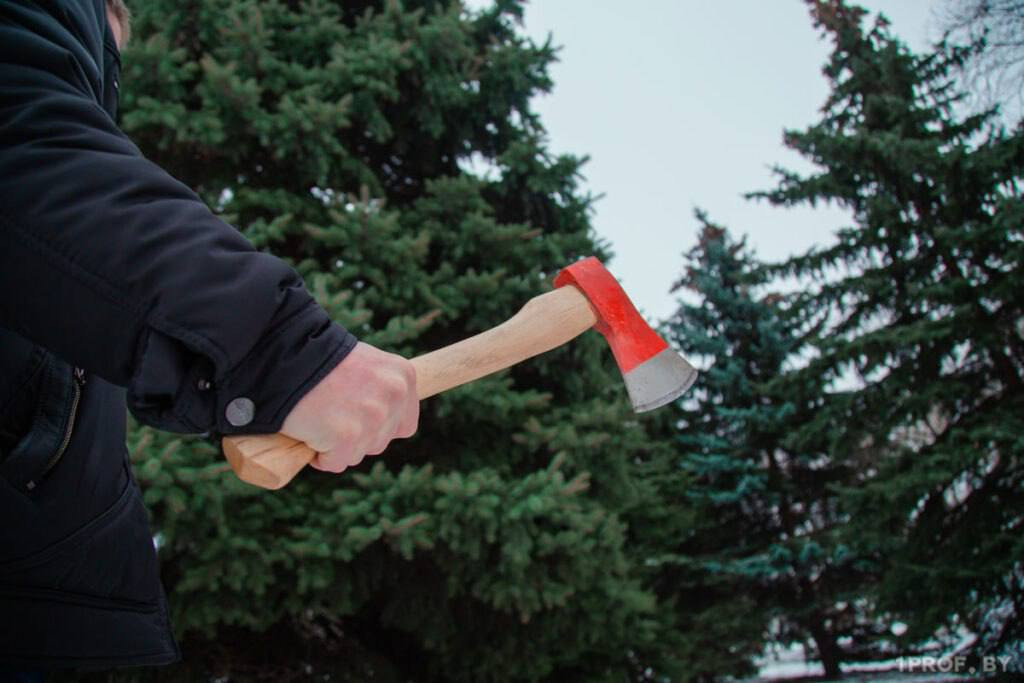 Штраф до 12 тысяч рублей за вырубленную ель!